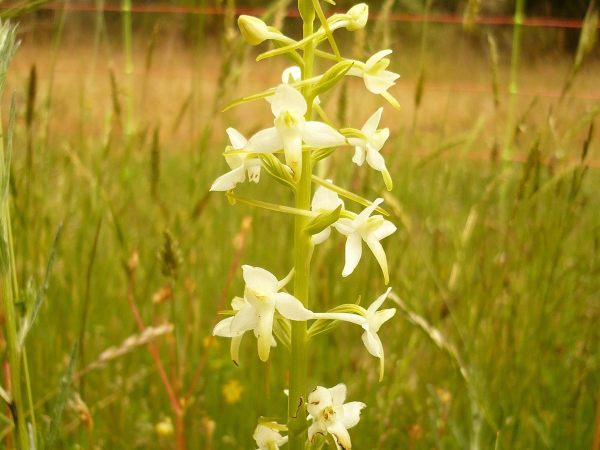 Platanthera bifolia (Orchidaceae)